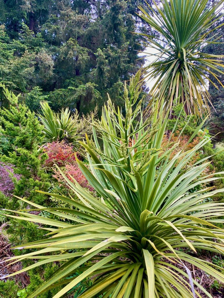 Cordyline australis towering above the Xeriscape Garden, photo by Geoff Puryear