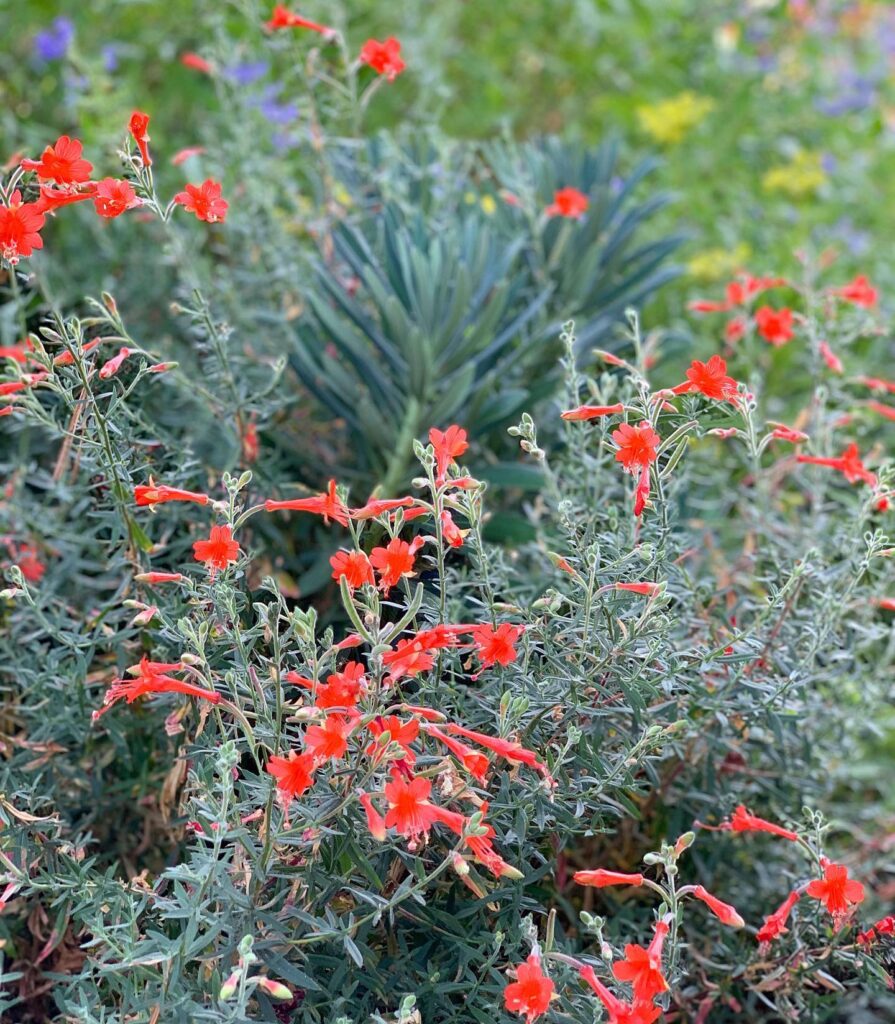 California Fuchsia, photo by Geoff Puryear