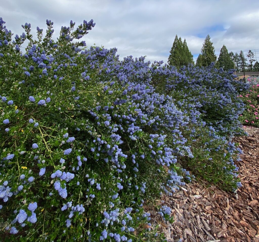 Ceanothus 'Victoria', photo by Geoff Puryear