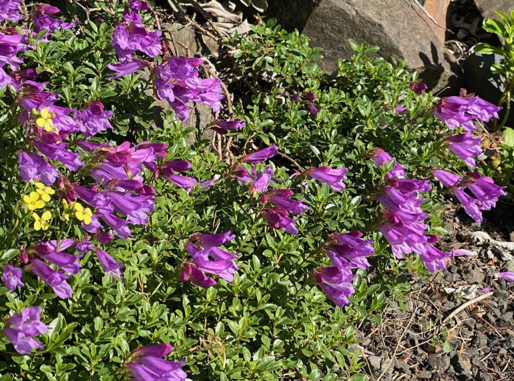 Menzies Penstemon,, photo by Geoff Puryear