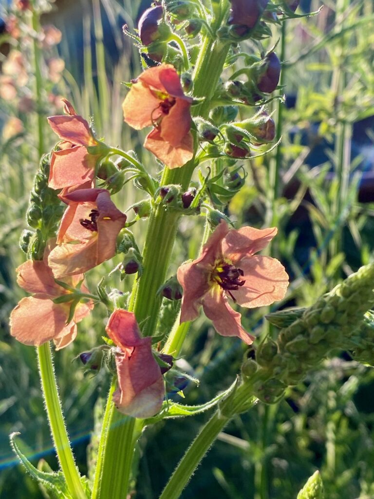 Geoff's Discovery Garden Hybrid Verbascum, photo by Geoff Puryear