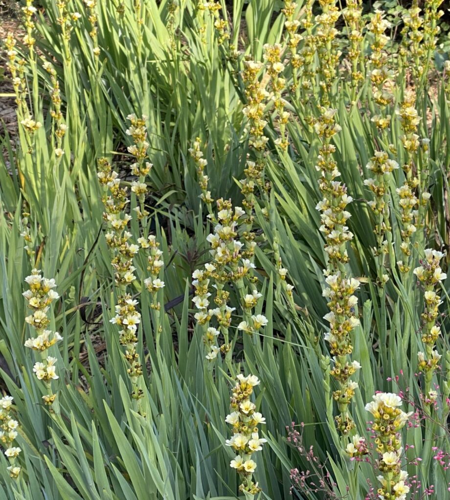 Sisyrinchium striatum, photo by Geoff Puryear