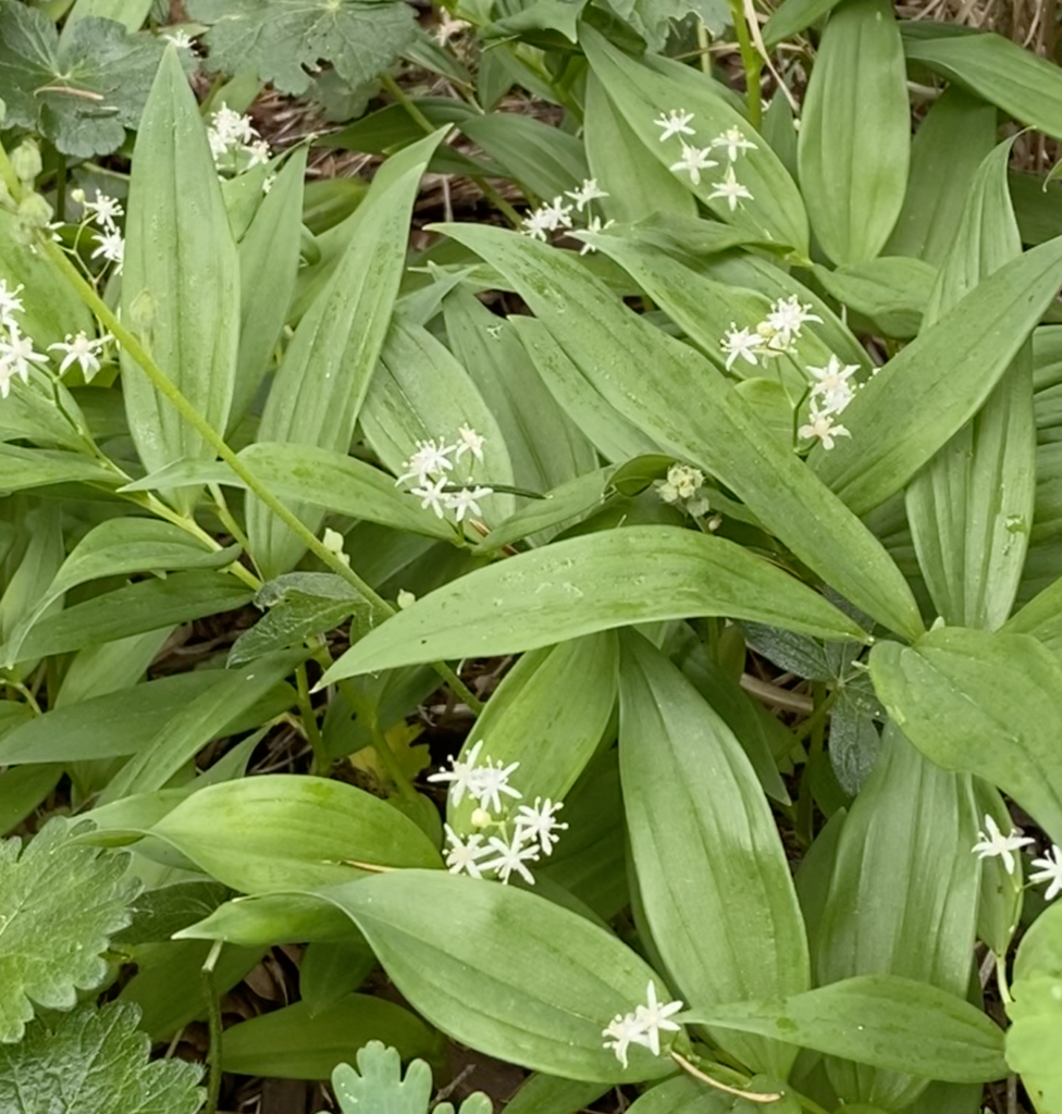 Star Lily, photo by Geoff Puryear