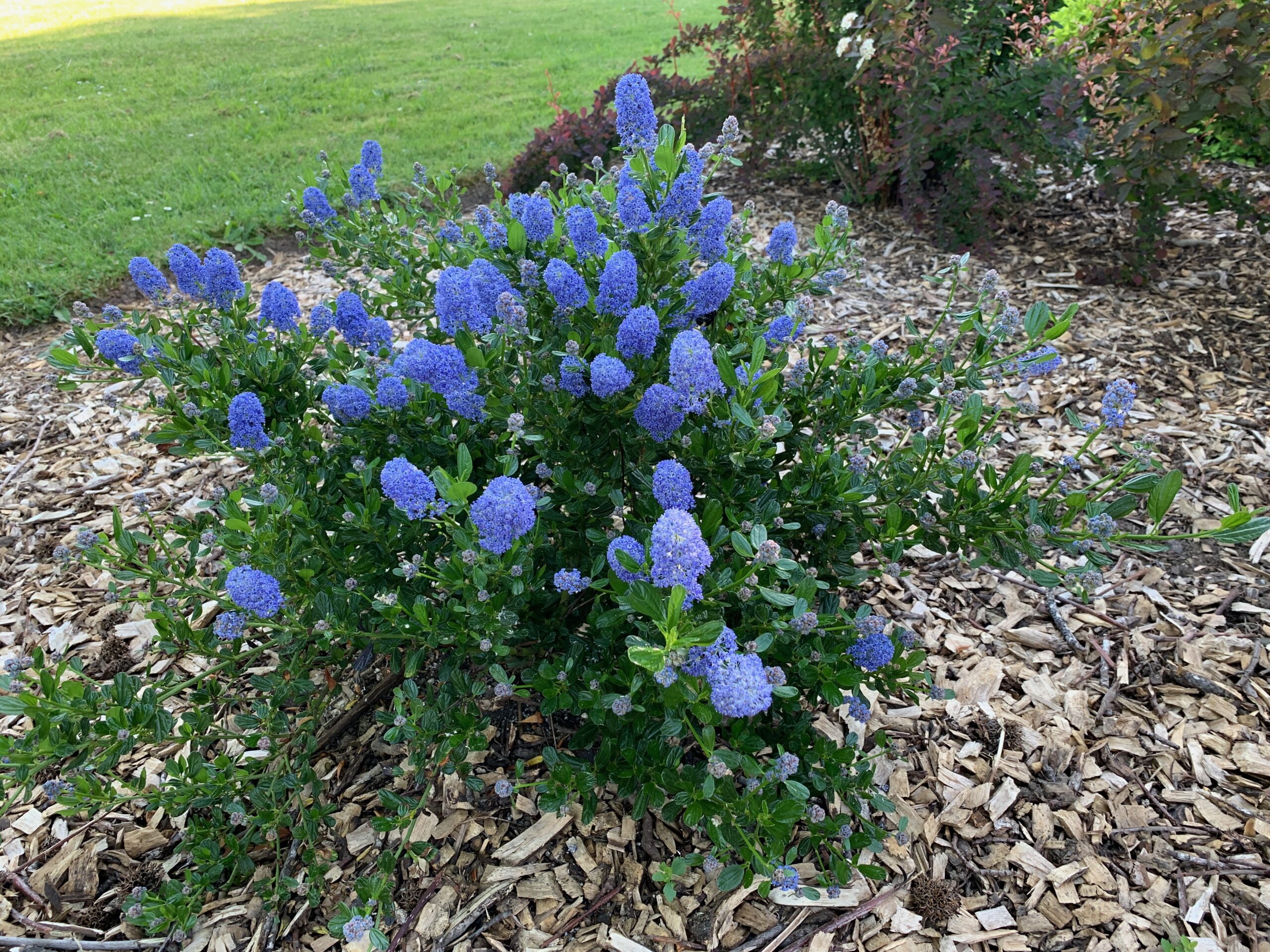 Ask A Master Gardener – Ceanothus