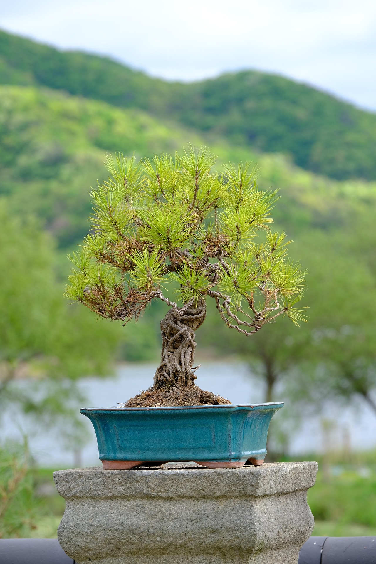 Ask A Master Gardener – Bonsai