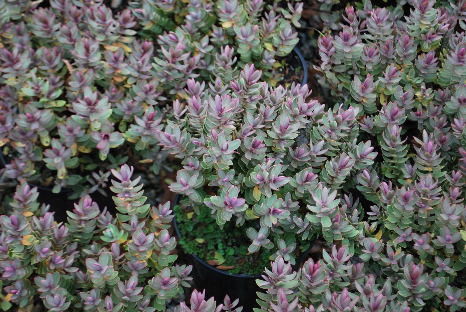 Ask A Master Gardener – Hebes