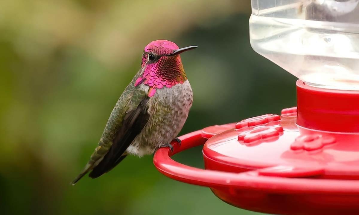Ask A Master Gardener – Feeding Hummingbirds