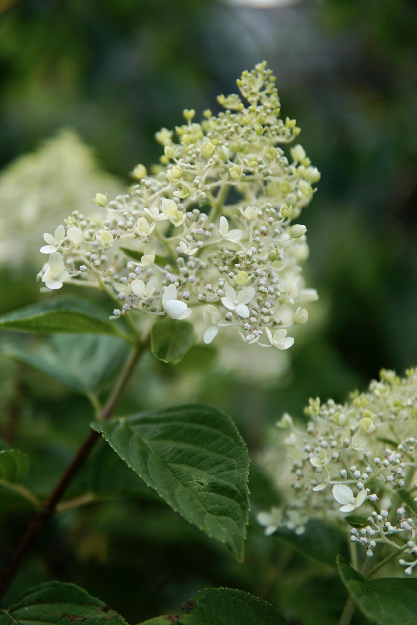 Ask A Master Gardener – Pruning Hydrangeas