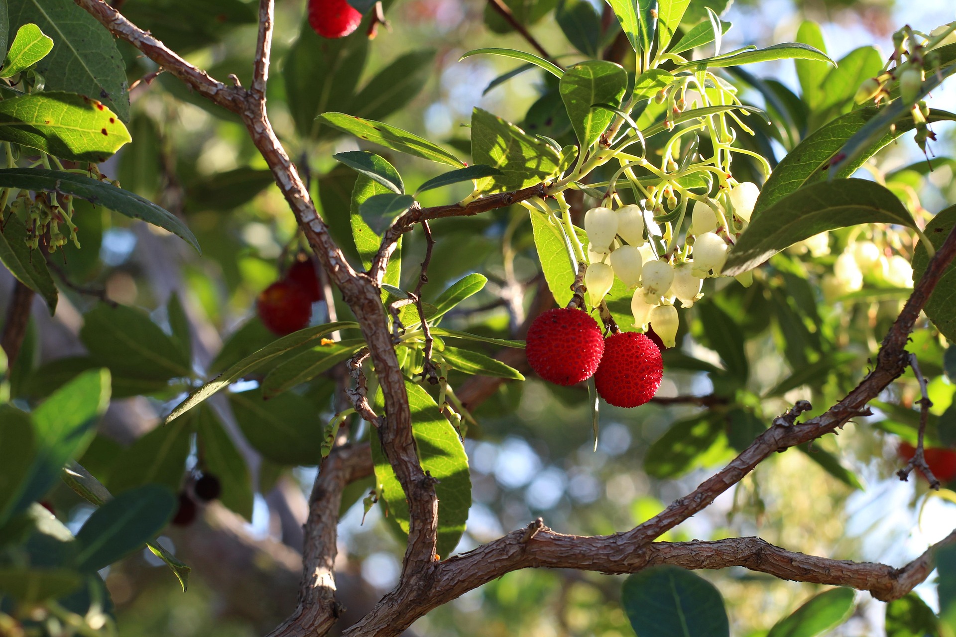 Ask A Master Gardener – Strawberry Tree