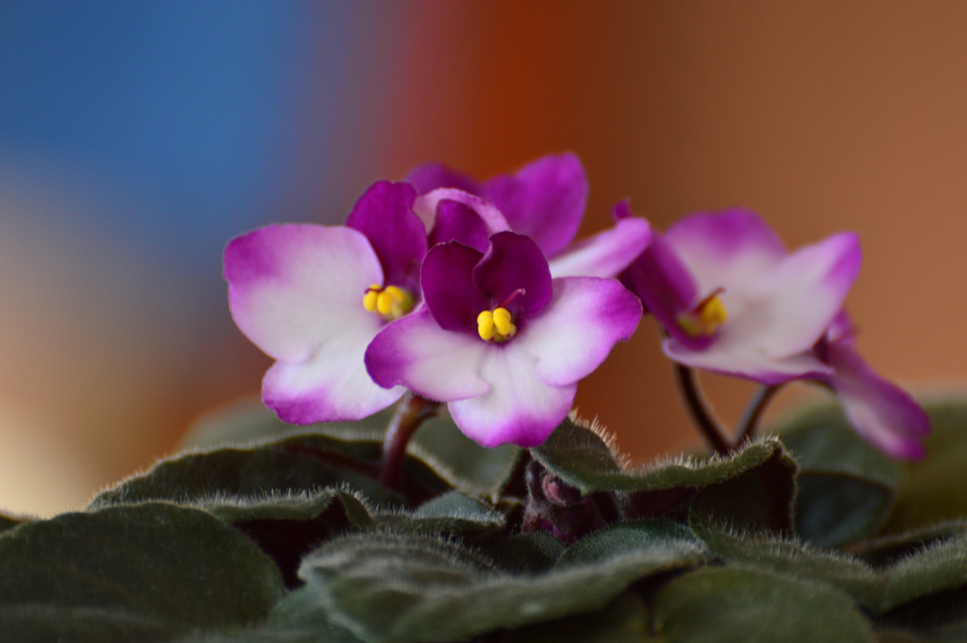 Ask A Master Gardener – African Violets