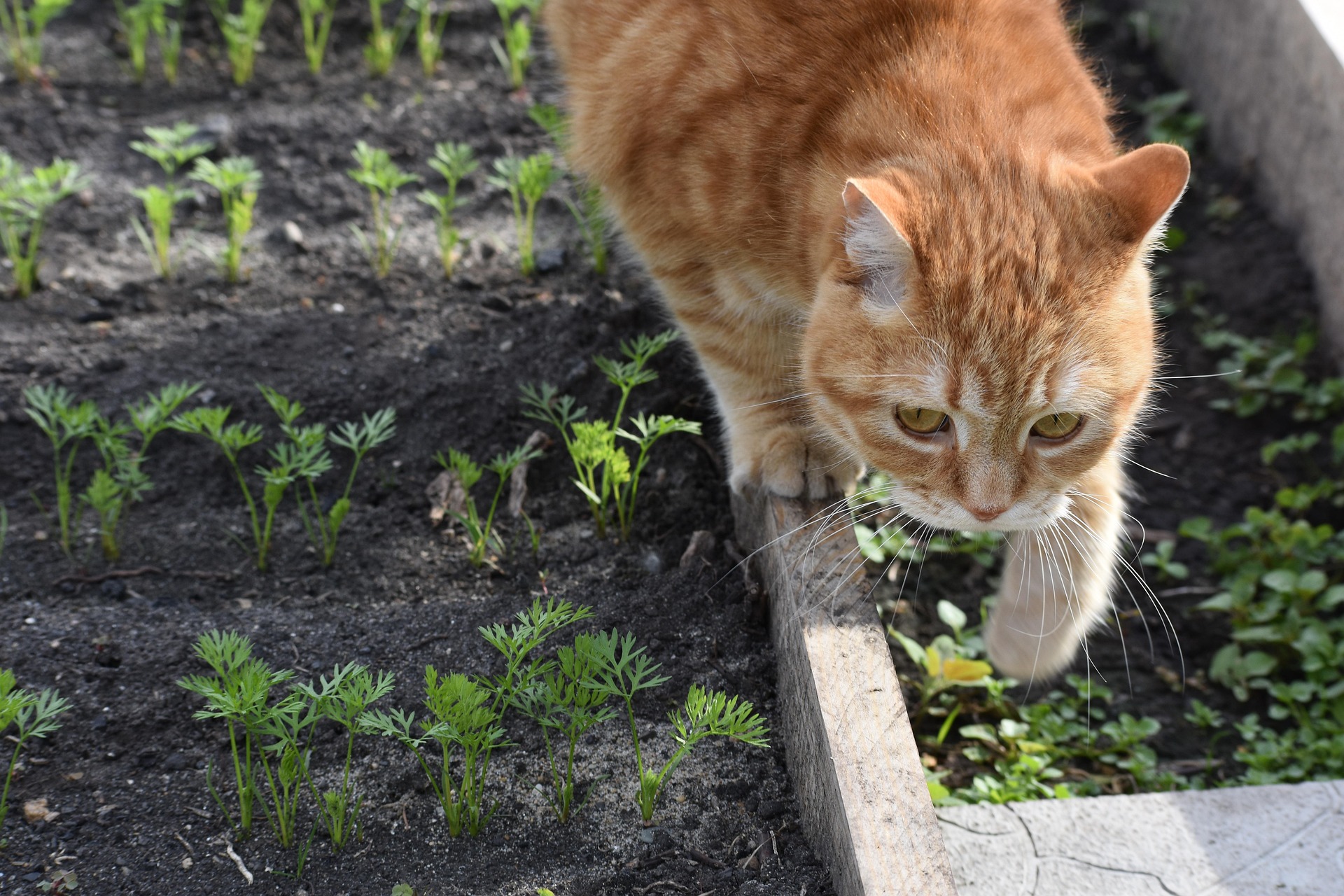 Ask A Master Gardener – Cats in the Garden