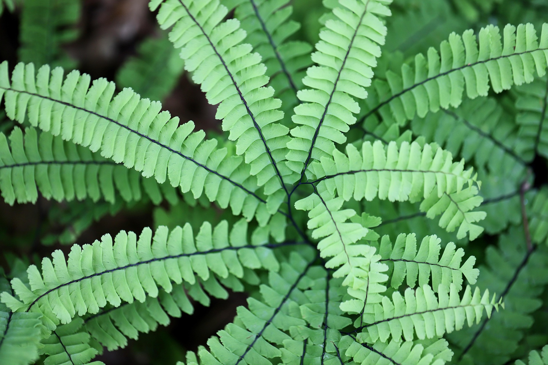 Ask A Master Gardener – Ferns
