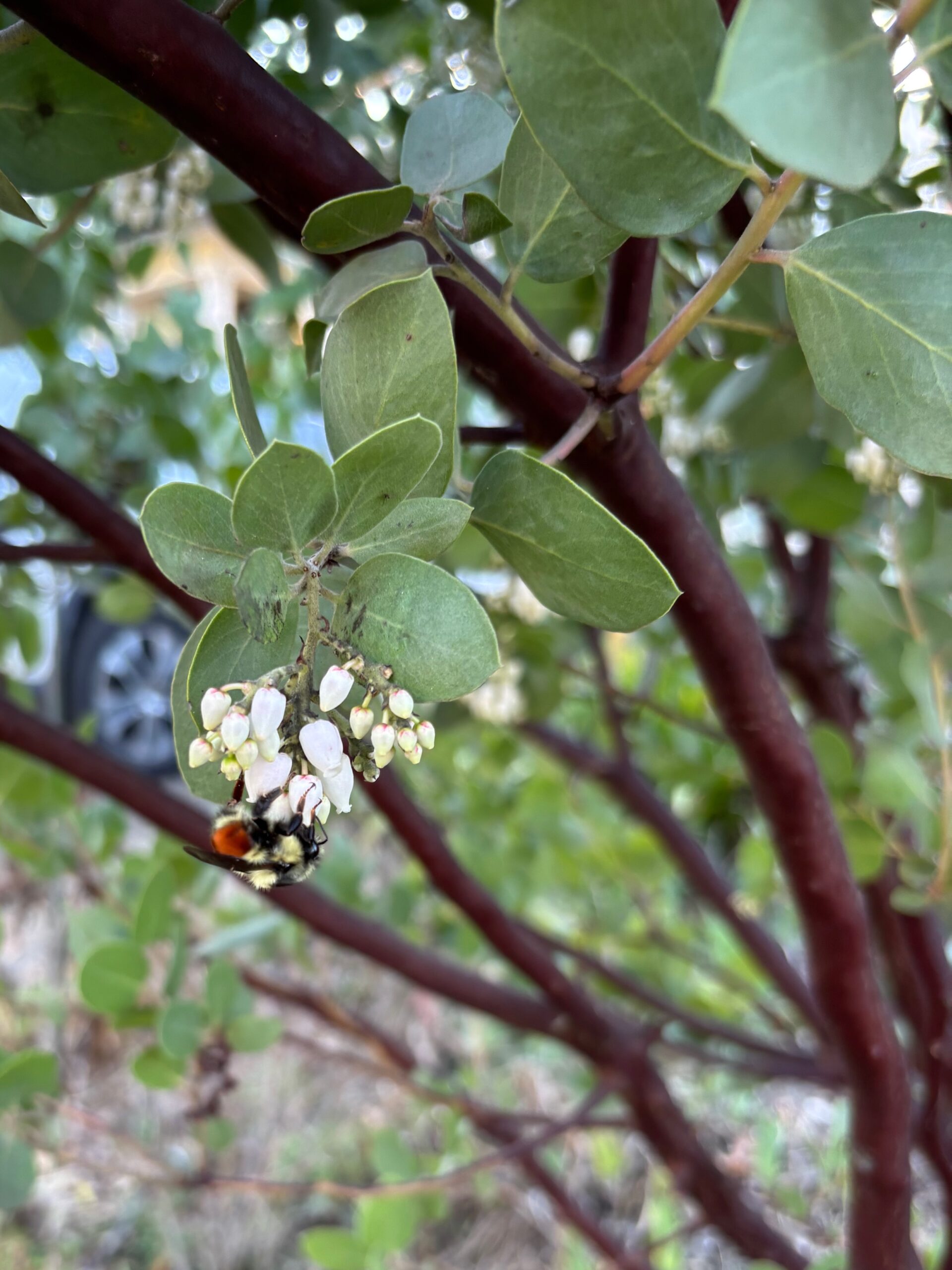 Ask A Master Gardener – Manzanita