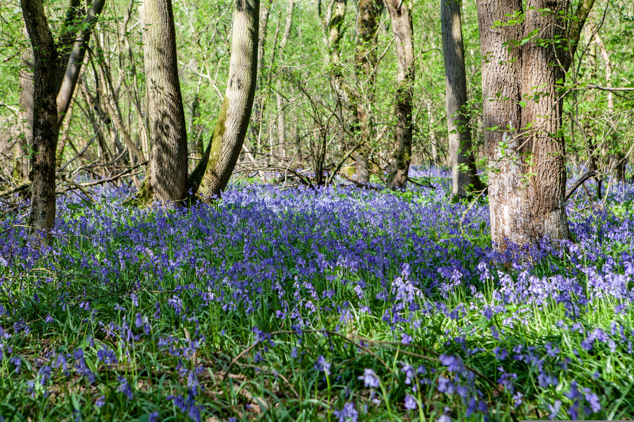 Ask A Master Gardener – Garden Thugs