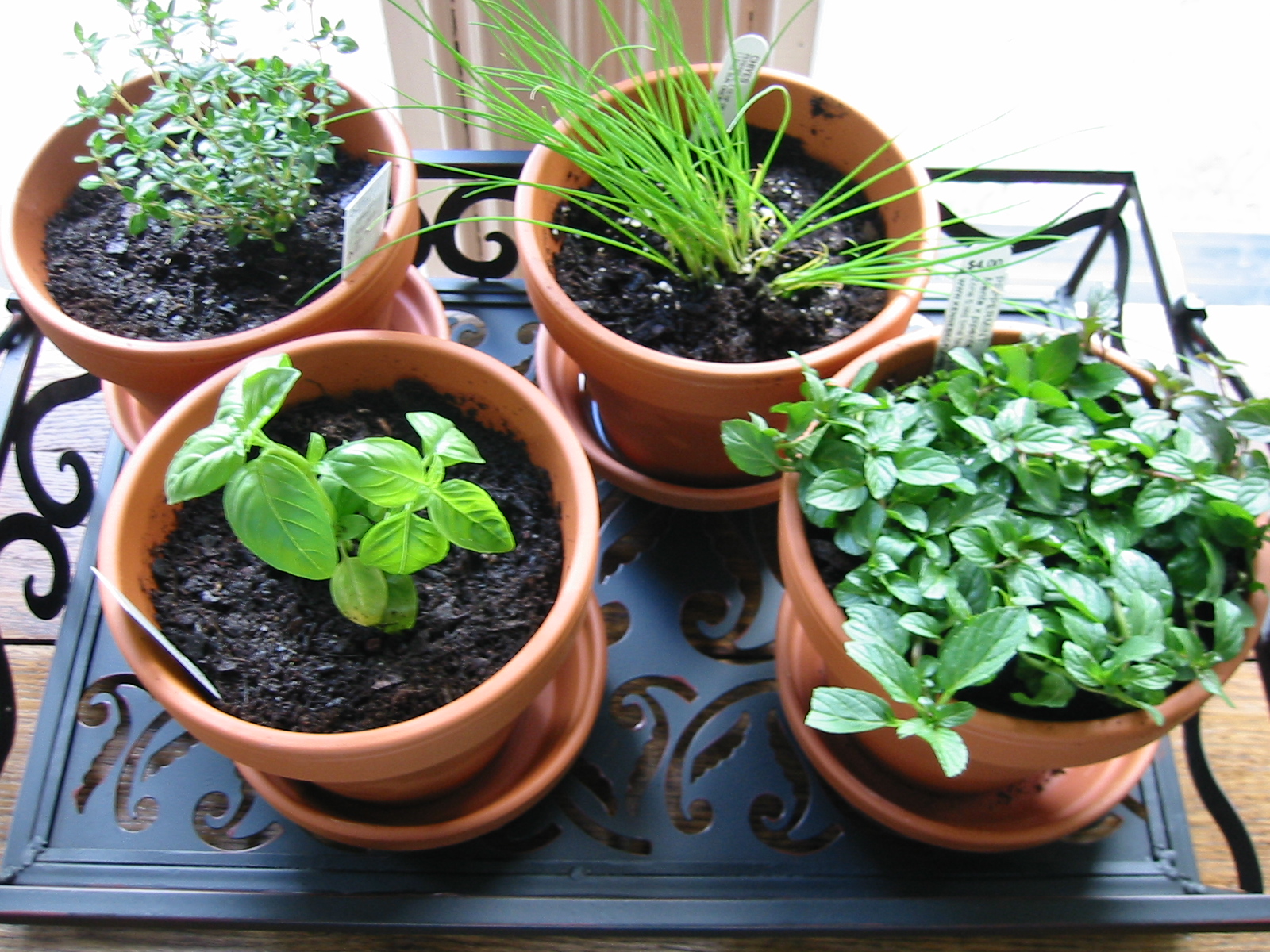 Ask A Master Gardener – Herb Window Gardens