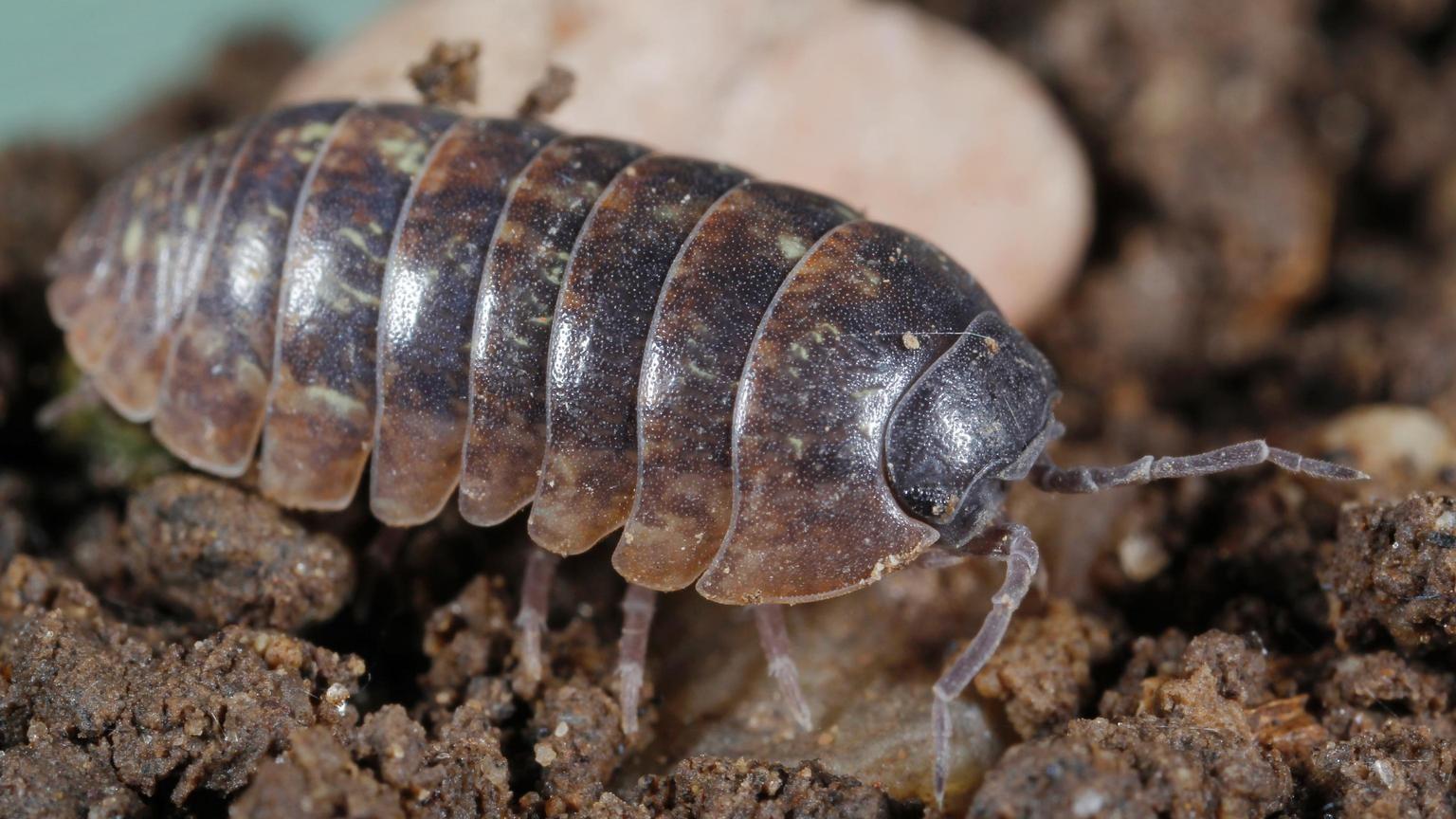 Ask A Master Gardener – Sow Bugs