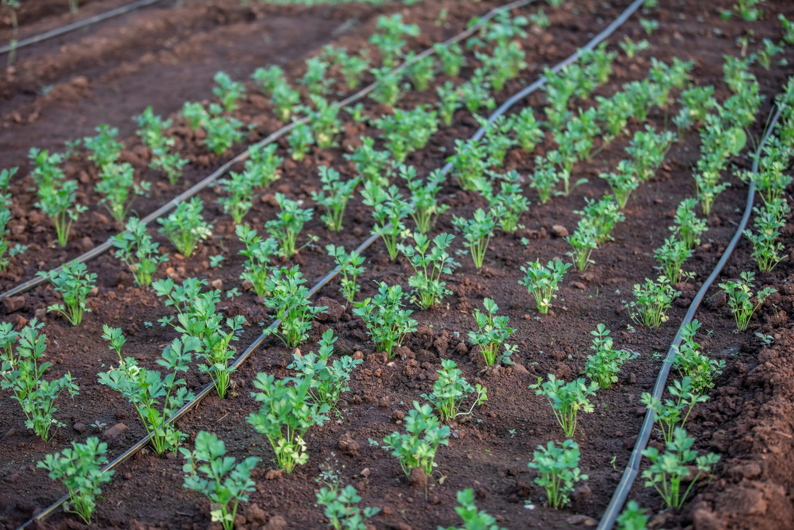 Ask A Master Gardener – Water Conservation