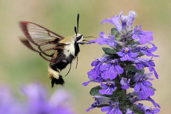 Ask A Master Gardener – Ajuga reptans